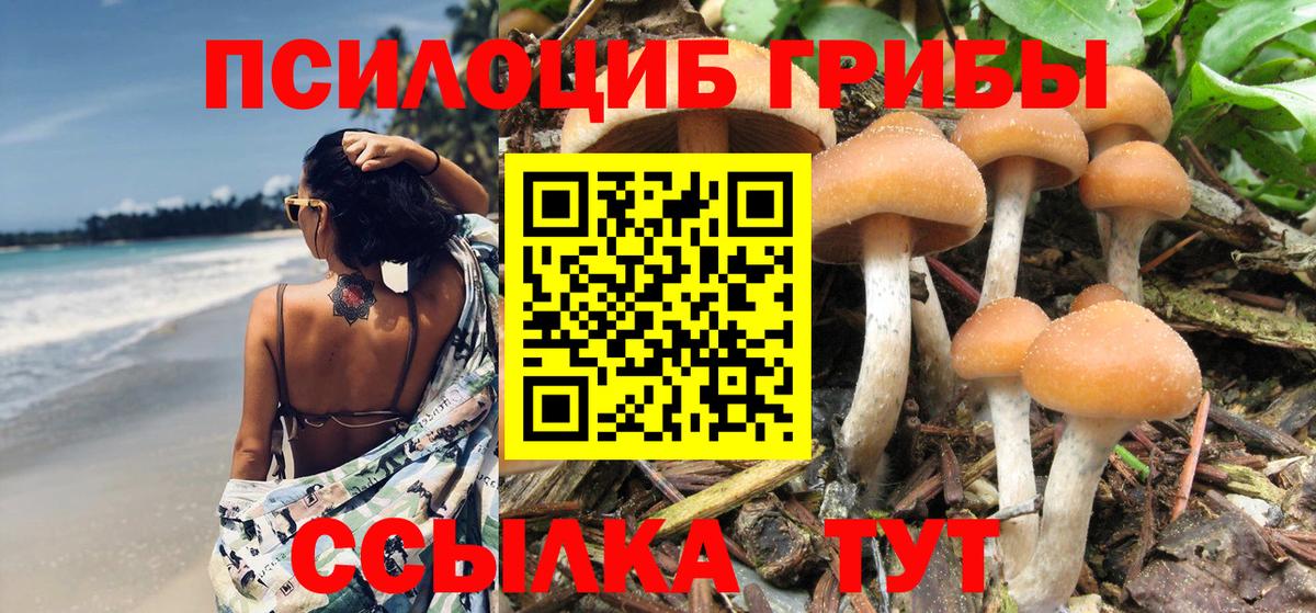 Чита  Псилоцибиновые грибы Psilocybine cubensis  Вход с VPN 